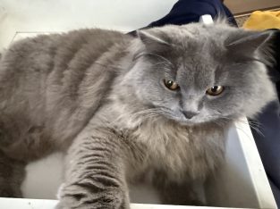 British Shorthair – Milperra