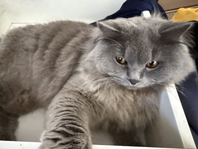 British Shorthair – Milperra