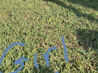 American Staffordshire Bull Terrier – Woongarrah