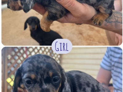 Dachshund – Naomi Roberts