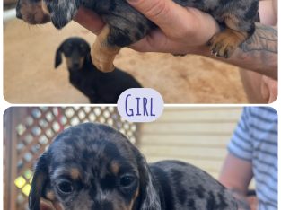 Dachshund – Naomi Roberts