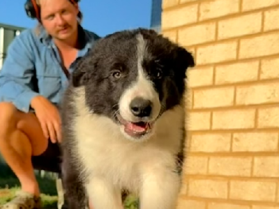 Border Collie – Aldinga