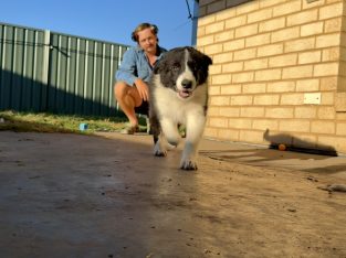 Border Collie – Aldinga
