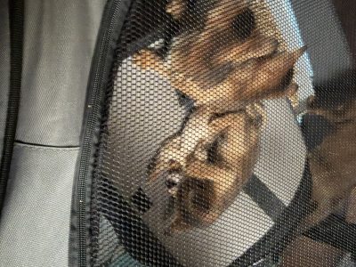 Cats – Elizabeth Bay