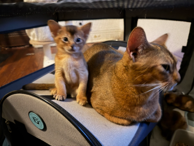 Abyssinian – Sam Dinley