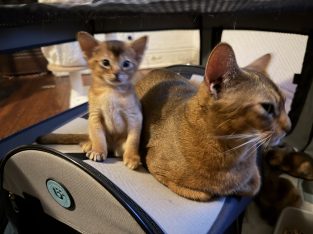 Abyssinian – Sam Dinley