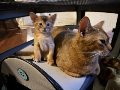 Abyssinian – Sam Dinley