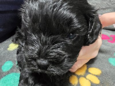 Cavoodle – Canberra