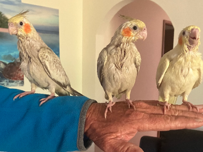 Birds – Sussex Inlet