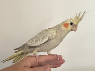 Cockatiel – Sussex Inlet
