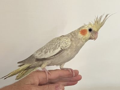 Cockatiel – Sussex Inlet