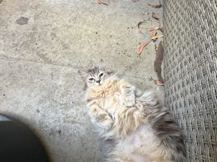 Ragdoll – Brunswick