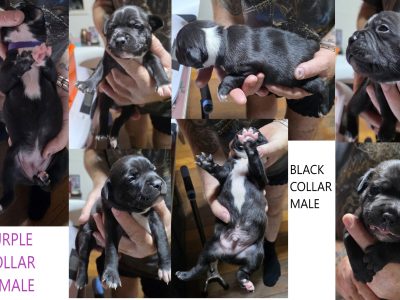 Staffordshire Bull Terrier – Paskeville