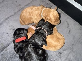 Dogs – Beverly Hills