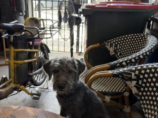 Toy Poodle – Petersham