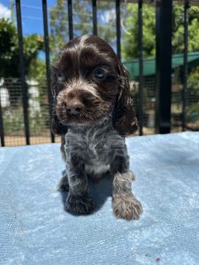 Cocker Spaniel – Coominya