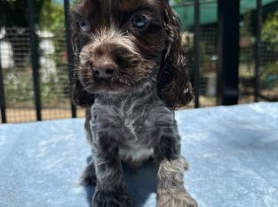 Cocker Spaniel – Coominya