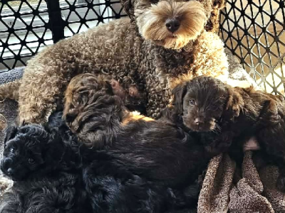 Cavoodle – Palmview