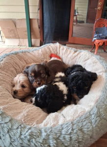 Cavoodle – Warnbro