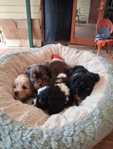 Cavoodle – Warnbro