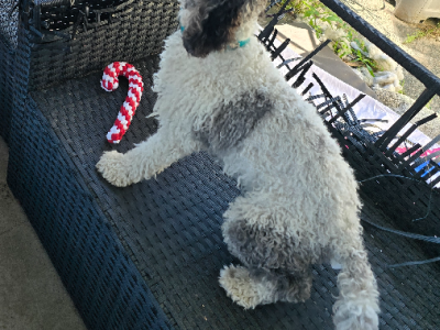 Cavoodle – Coomera