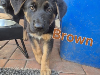 German Shepherd – Goodna