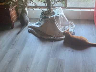 Cats – Townsville City