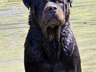 Rottweiler – Murphys Creek
