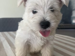 West Highland Terrier – Caboolture