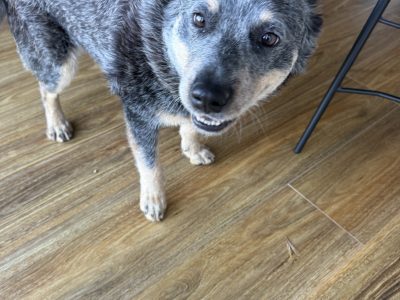 Australian Cattle Dog – William