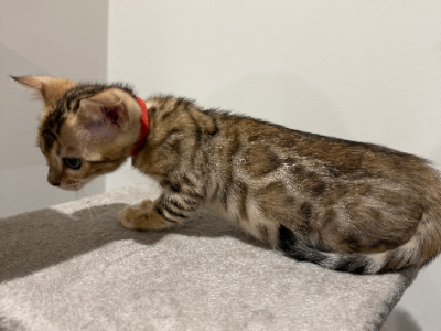 Bengal – Liverpool