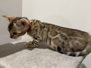 Bengal – Liverpool