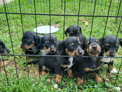 Miniature Dachshund – Melissa