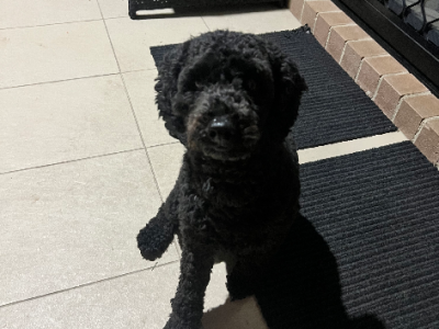 Cavoodle – Berkshire Park