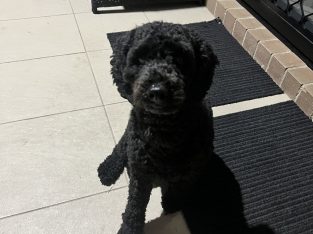 Cavoodle – Berkshire Park