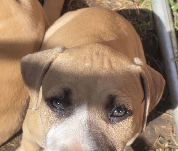 American Staffordshire Bull Terrier – Frankston