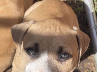 American Staffordshire Bull Terrier – Frankston