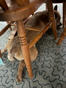 Australian Stumpy Tail Cattle Dog – Braidwood