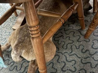 Australian Stumpy Tail Cattle Dog – Braidwood