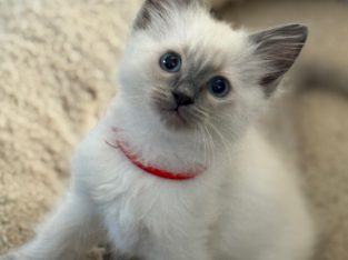 Ragdoll – Broadmeadows