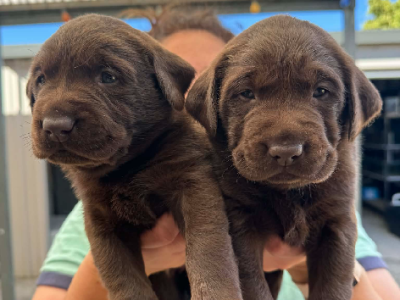 Labrador Retriever – Annalisa