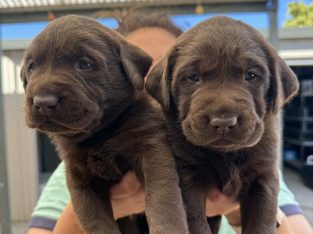 Labrador Retriever – Annalisa