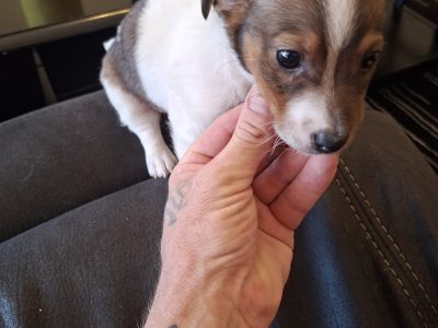 Fox Terrier – Whyalla