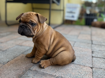 French Bulldog – Pelican Waters