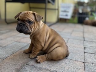 French Bulldog – Pelican Waters