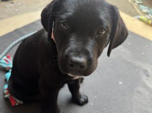 Other Dogs – Point Cook