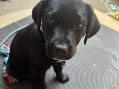 Other Dogs – Point Cook