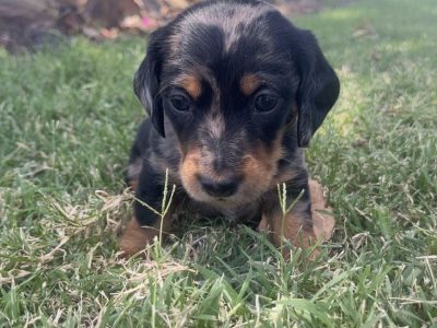 Dachshund – Brisbane