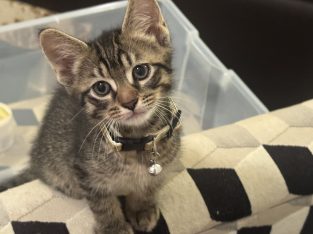 Domestic Short Hair (DSH) – Yokine