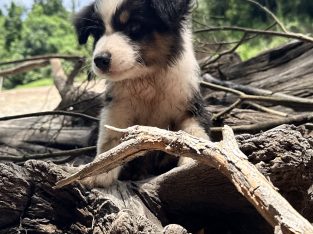 Border Collie – Gympie